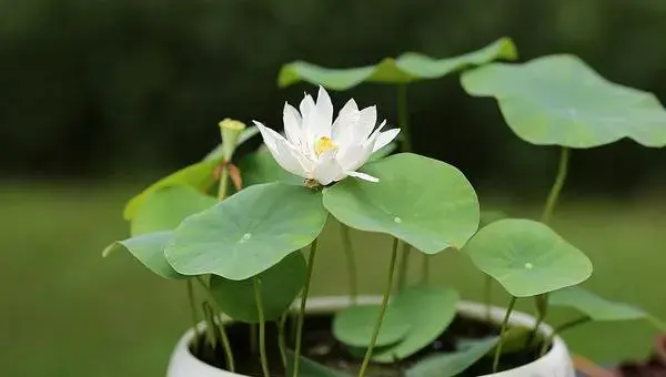 盆栽荷花怎么养 荷花盆景养殖方法与注意事项