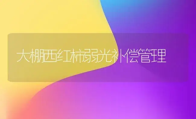 大棚西红柿弱光补偿管理 | 植物科普
