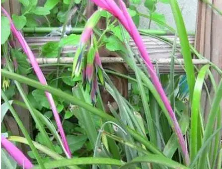 垂花水塔花怎么养 垂花水塔花养殖方法与注意事项