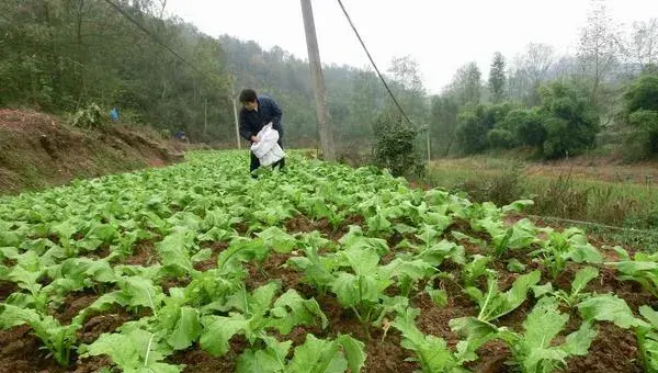 北方榨菜种植时间