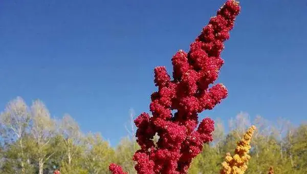 藜麦的种植与栽培技术 藜麦种植时间
