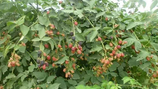 2018种树莓赚钱吗？树莓种植的利润与投资成本及前景预测