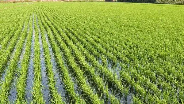 海水稻种植的条件，需在盐碱地种植