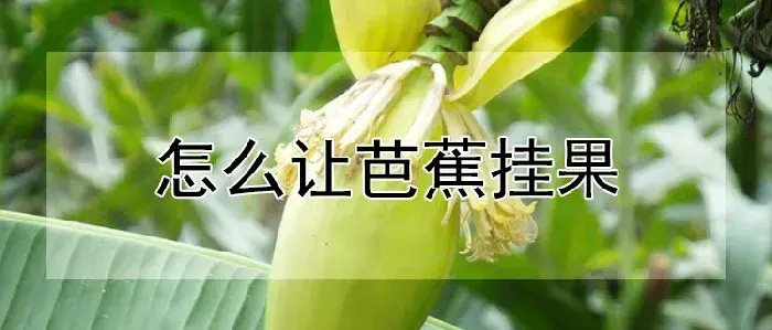 怎么让芭蕉挂果