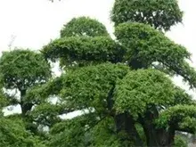 黄胶带为啥只偏爱榆树？