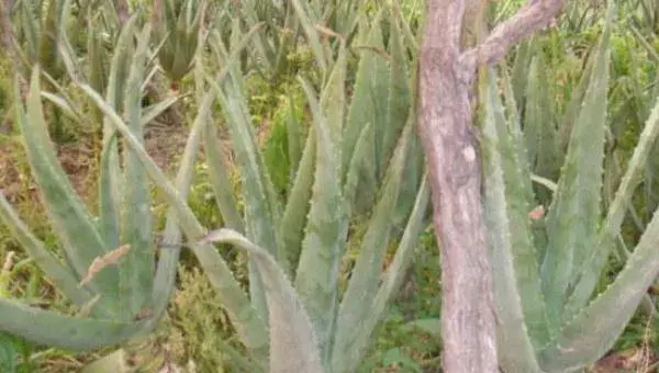 库拉索芦荟种植方法与注意事项  库拉索芦荟的功效