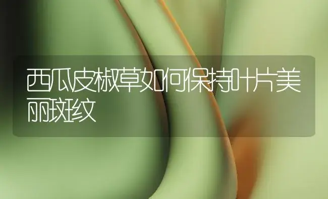 西瓜皮椒草如何保持叶片美丽斑纹 | 植物知识