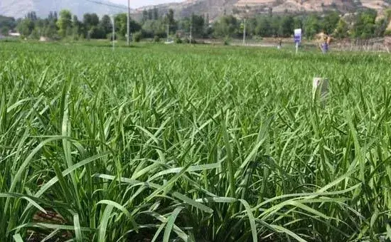 韭菜夏季管理的六大要点