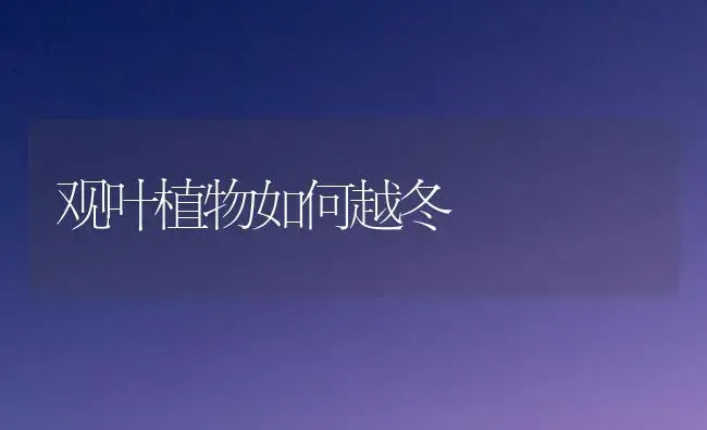 观叶植物如何越冬 | 植物知识