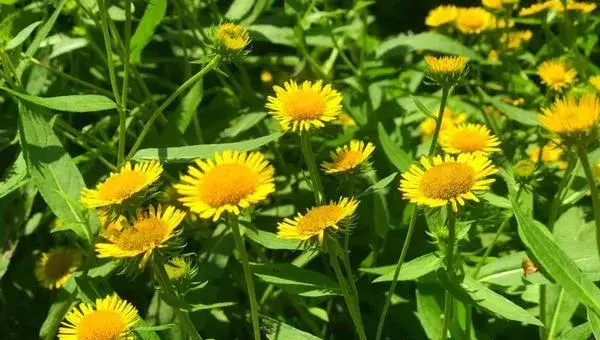 旋覆花怎么种 旋覆花栽培种植技术