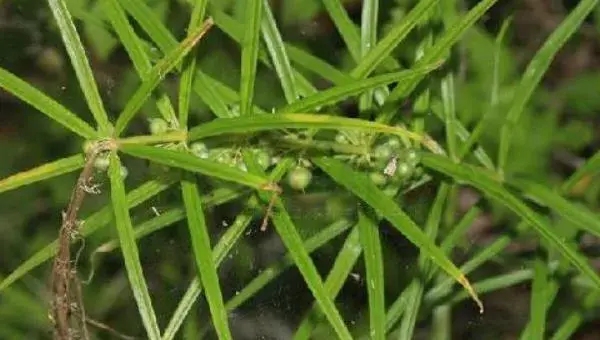 黄精种植新技术