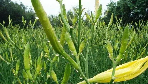 2018种黄花菜赚钱吗？黄花菜种植的利润与投资成本及前景预测