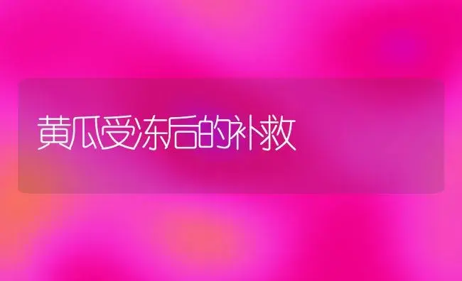 黄瓜受冻后的补救 | 植物科普