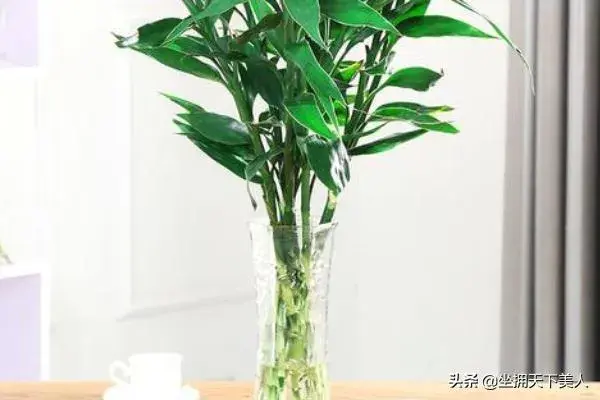 如何才能养好富贵竹（水培植物）？