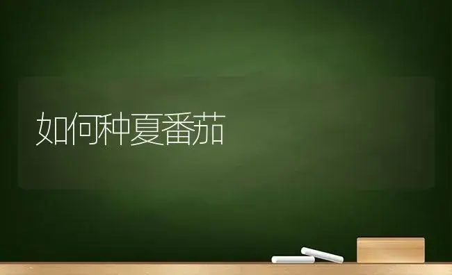 如何种夏番茄 | 植物科普