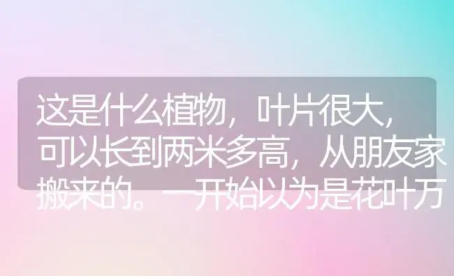 这是什么植物，叶片很大，可以长到两米多高，从朋友家搬来的。一开始以为是花叶万年青，但网上说花叶万？ | 植物问答