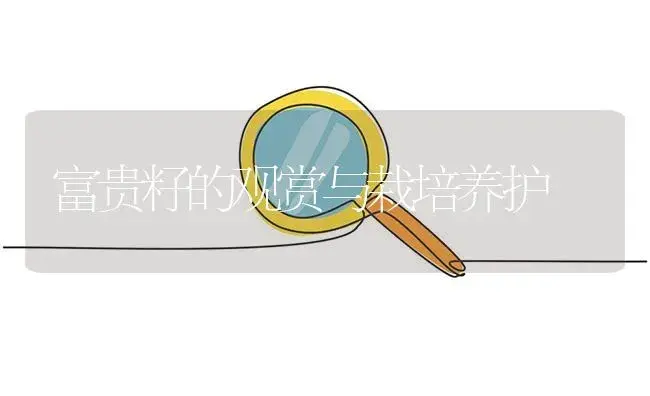 富贵籽的观赏与栽培养护 | 植物百科