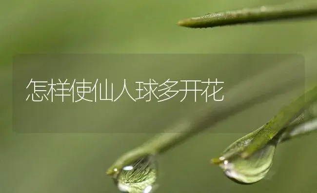 怎样使仙人球多开花 | 植物知识