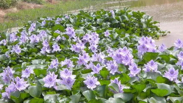 2018种水葫芦赚钱吗？水葫芦种植的利润与投资成本及前景预测