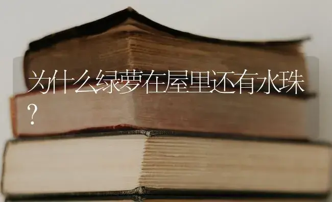 富贵竹杆子发黄怎么补救？ | 植物问答