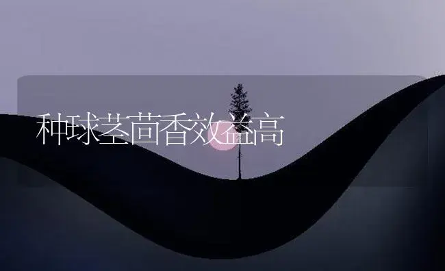 台湾最新杨梅品种 | 植物百科