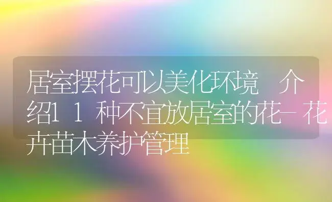 居室摆花可以美化环境 介绍11种不宜放居室的花-花卉苗木养护管理 | 植物科普