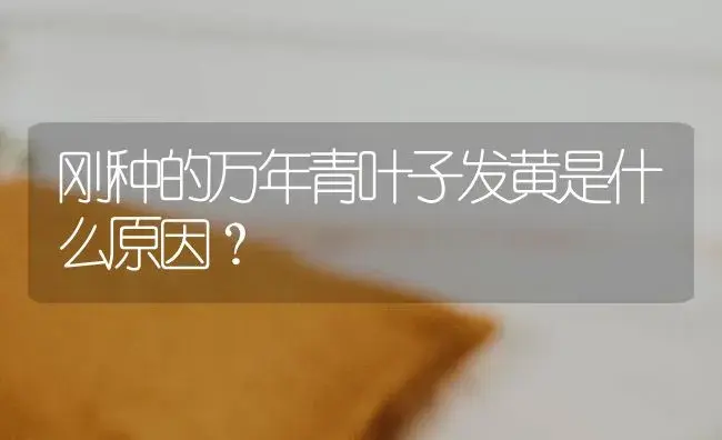 刚种的万年青叶子发黄是什么原因？ | 植物问答