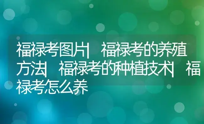 福禄考图片|福禄考的养殖方法|福禄考的种植技术|福禄考怎么养 | 植物科普