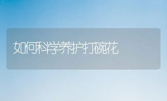 如何科学养护打碗花 | 植物科普