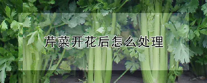 芹菜开花后怎么处理