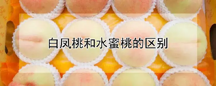 白凤桃和水蜜桃的区别