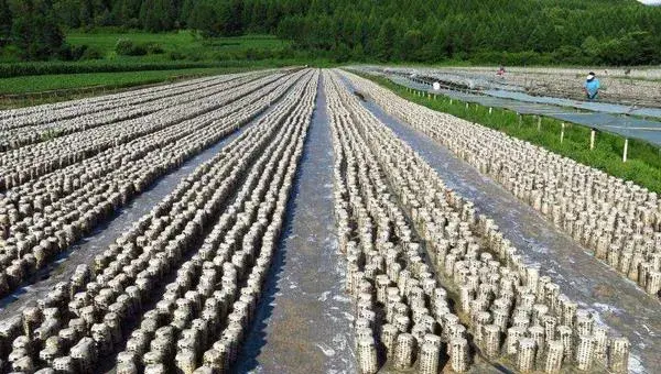 黑木耳种植过程常见问题分析与处理