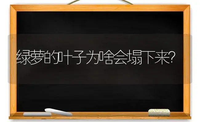 绿萝的叶子为啥会塌下来？ | 植物问答