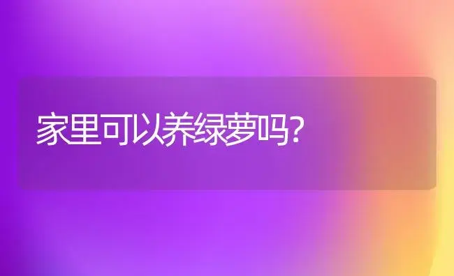 家里可以养绿萝吗？ | 植物问答