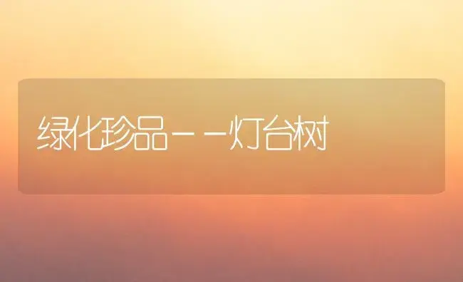 绿化珍品－－灯台树（图） | 植物知识