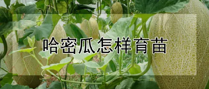 哈密瓜怎样育苗