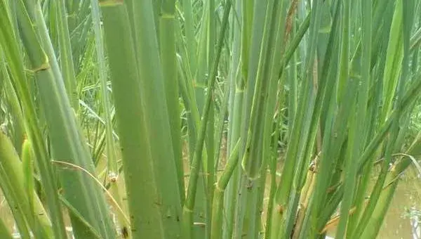 2018种茭白赚钱吗？茭白种植的利润与投资成本及前景预测