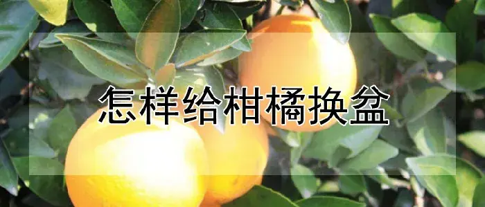 怎样给柑橘换盆