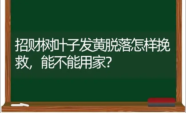 招财树叶子发黄脱落怎样挽救，能不能用家？ | 植物问答