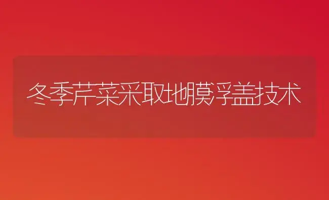 冬季芹菜采取地膜浮盖技术 | 植物科普