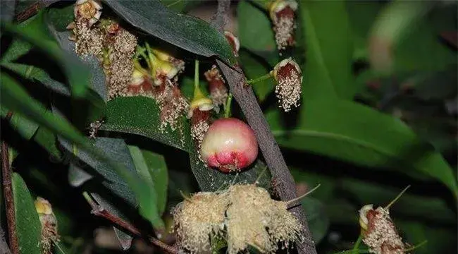 如何促进莲雾花芽分化