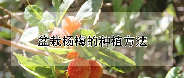 盆栽杨梅的种植方法