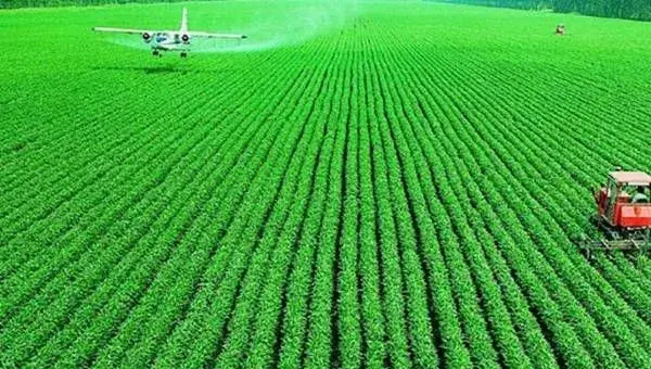 大豆种植果实掉落的原因分析及预防措施