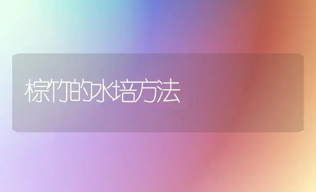 棕竹的水培方法 | 植物科普