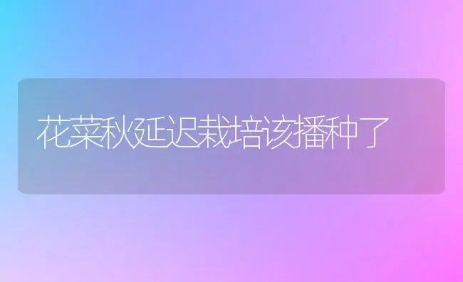 花菜秋延迟栽培该播种了 | 植物科普