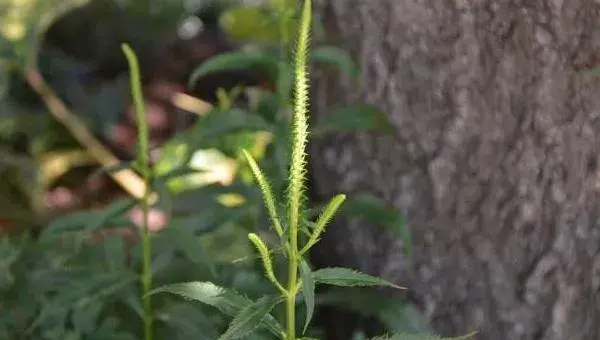 随意草怎么种 随意草种植方法与注意事项