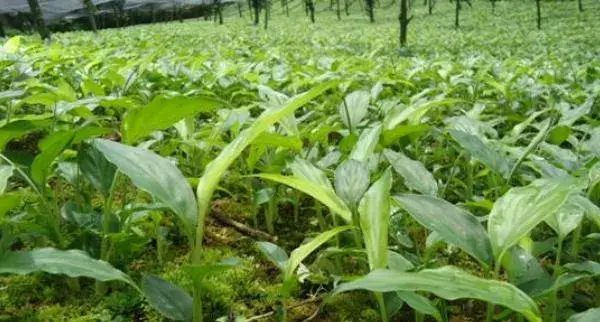 草果种植收入高吗 草果种植一亩要多少苗