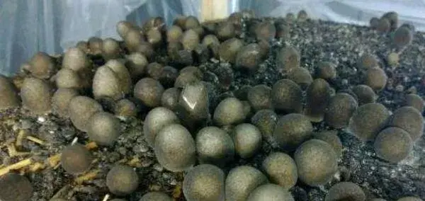 草菇怎么种 草菇种植技术