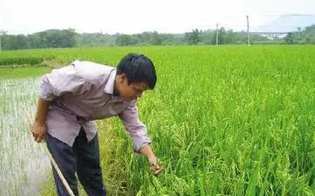 种水稻秧苗移栽前需要注意的