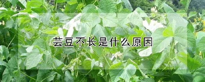 芸豆不长是什么原因